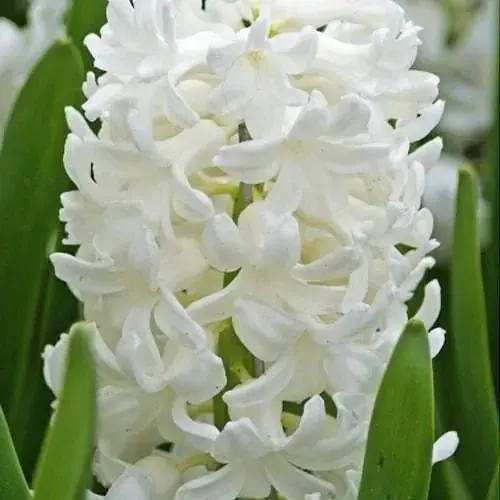 Гиацинт "Antarctica" 2 шт (17244) - фото 1