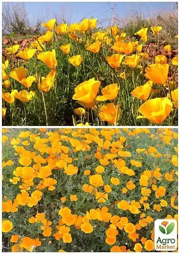 Эшшольция "Желтая Королева" Весна 2г (22466) - фото 4