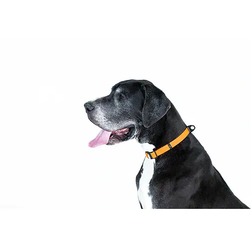 Нашийник EVOLUTOR регульований універсальний розмір (ширина 25мм довжина 25-70 см) помаранчевий - фото 6