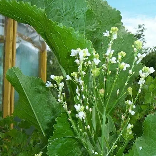 Хрен "Атлант" (острая, пикантная пряность для консервации) (155961) 1 саженец в упаковке - фото 1