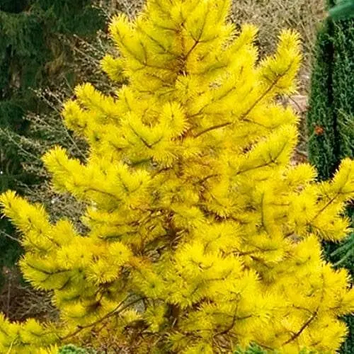 Сосна звичайна Agro-Market Aurea С10 висота 50-60 см 188136 1 саджанець в упаковці - фото 1