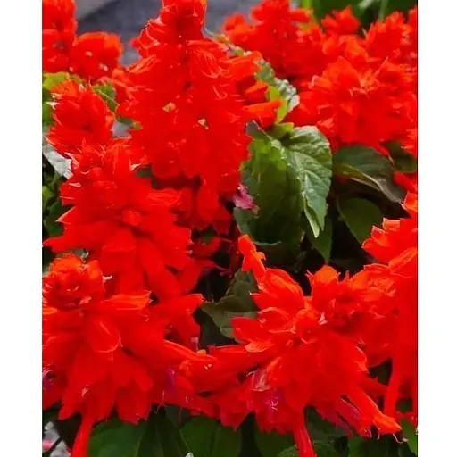 Сальвия блестящая красная (Зипер) Весна 0,3г (12095) - фото 1