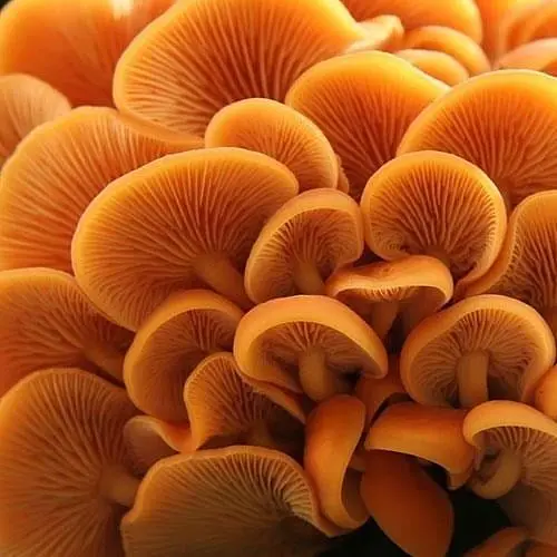 Сухий зерновий міцелій "Опеньок зимовий" 100г (45190) - фото 1