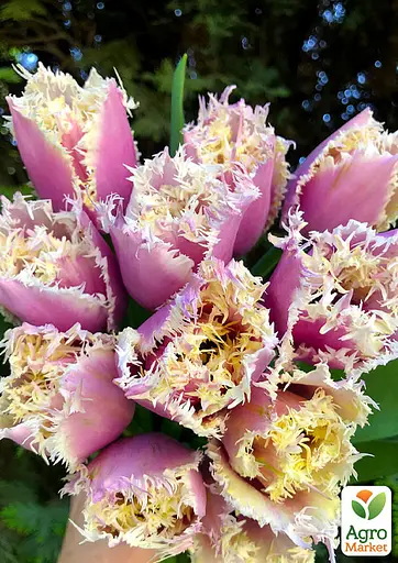 Тюльпан "Crunchy Cummins" (186253) 2 шт - фото 2