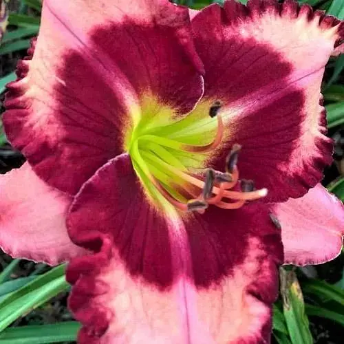 Лілійник "Tavares Cherry Supreme" (сортовий вкорінений в контейнері С1,2) (186021) 1 саженец - фото 1