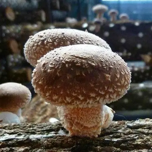 Міцелій на дубових брусочках "Шиитаке 370" 10шт (45301) - фото 1