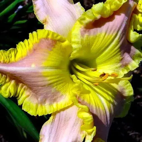 Лілейник "Ted's Tribute to Linda" (186862) 1 шт - фото 1