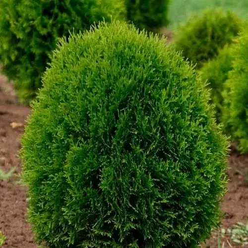 Туя западная Little Giant (ком/сетка) диаметр 60-70 см (188421) 1 саженец в упаковке - фото 1