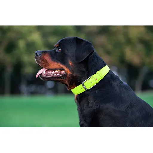 Ошейник для собак кожаный Waudog Glamour с QR-паспортом без украшений L Ш 25 мм Д 38-49 см салатовый - фото 7