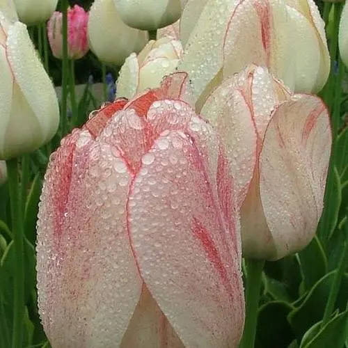 Тюльпан "Flaming Purissima" (181259) 2 шт - фото 4