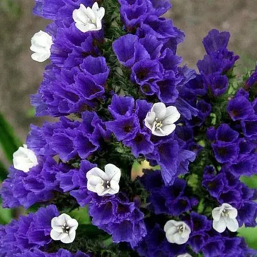 Статиця "Blue River" (кермек лимоніум сухоцвіт) (190068) 1 саджанець - фото 1