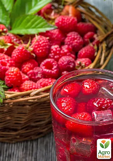 Малина Agro-Market "Сапфир" (поздний срок созревания) 1-летний саженец (189478) 1 шт в упаковке - фото 2