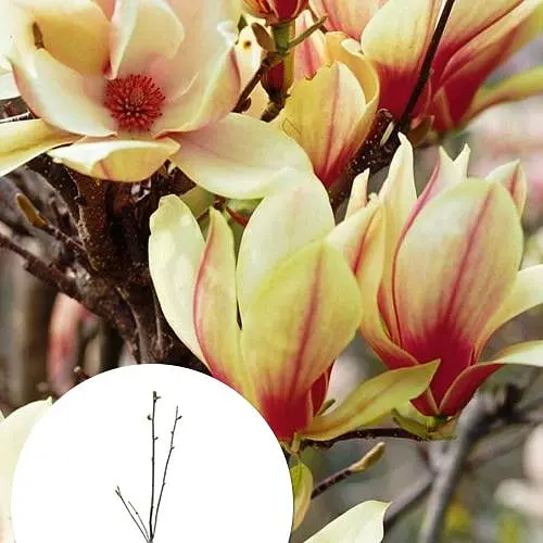 Магнолия 4-летняя "Sunrise" (высота 80-100см) (185265) 1 саженец Нидерланды - фото 3