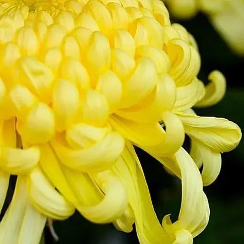 Хризантема великоквіткова "Caracas Jaune" (189672) 1 саженец - фото 1