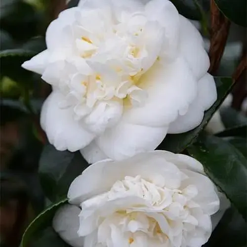 Камелия японская белая махровая "Nobilissima" (181735) 1 саженец - фото 1