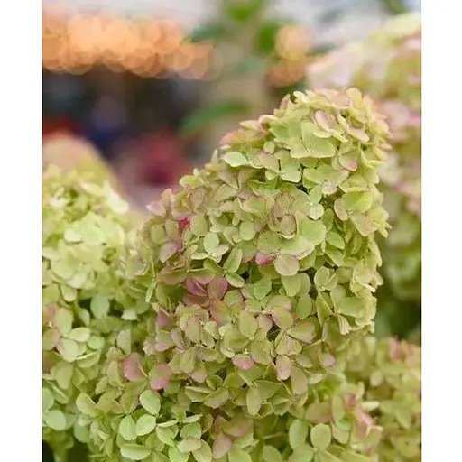 Гортензія волотиста 2-річна "Little Fraise" висота саджанця 20-30см (186205) 1 саженец - фото 1