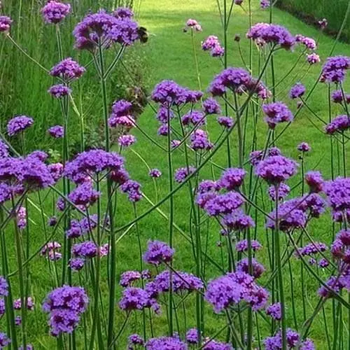 Вербена Бонарська (сухоцвіт цвіте до заморозків) вазон Р9 (188629) 1 саженец - фото 1