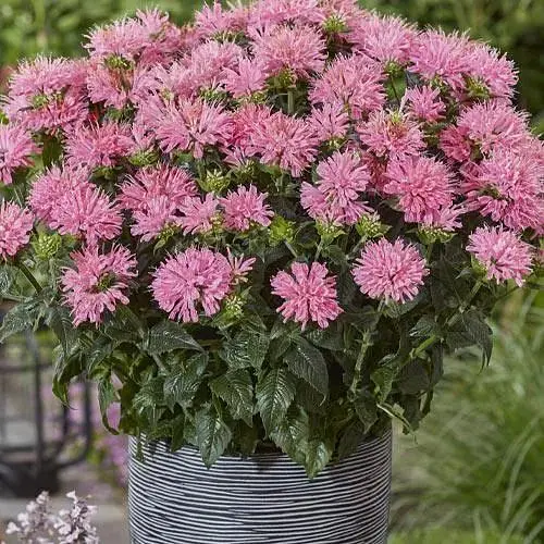 Бергамот (Монарда) SB "Pink Frosting" (189106) 1 саженец - фото 1