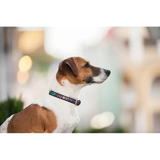 Нашийник для собак шкіряний Waudog Design з QR-паспортом "Літо" XS Ш 12 мм Д 20-28 см чорний - фото 8