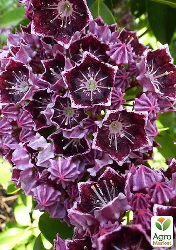 Кальмия latifolia "Latchmin" (49070) 1 саженец - фото 2
