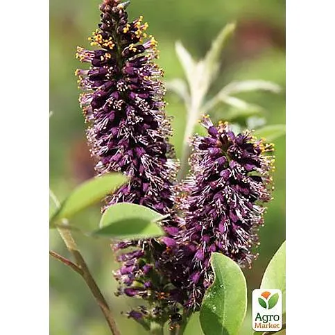 Аморфа кустарниковая (прекрасный медонос и пыльценос) Agro-Market Р9 (189165)1 саженец в упаковке - фото 2