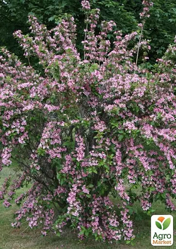 Вейгела на штамбе "Rosea" вазон С3 высота 150-170см (182745) 1 саженец - фото 3