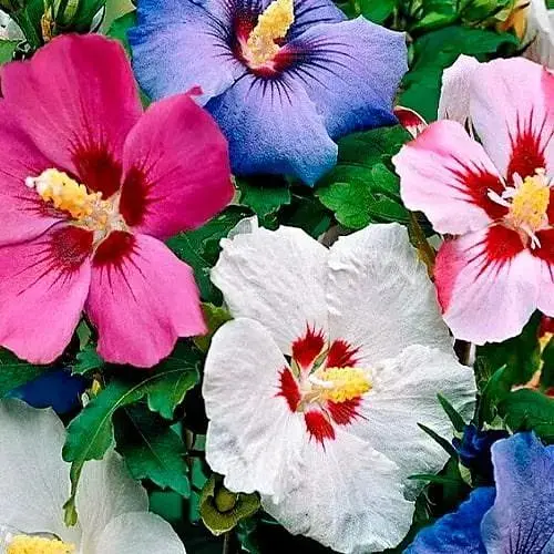 Гібіскус деревоподібний "Сирійський мікс" (Зіпер) Весна 0.3г (184637) - фото 1