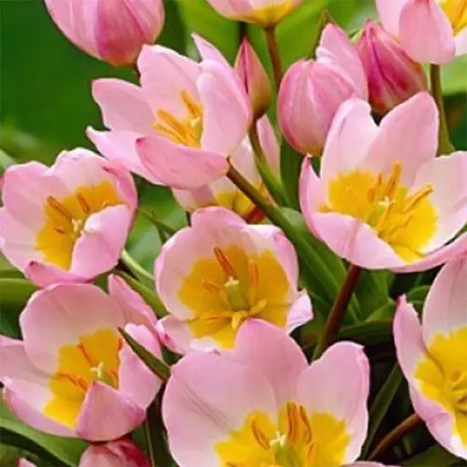 Тюльпан Lilac Wonder розмір 5/+ великий в упаковці 5 шт. (16906) - фото 1