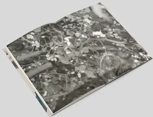 Я еду домой есть шелковицу с дерева - фото 2