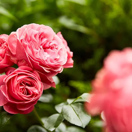 Комплексное удобрение для роз с медленным освобождением питательных веществ COMPO 0.85 кг - фото 12