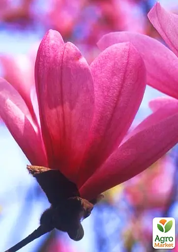 Магнолия 4-летняя гибридная "Galaxy" С3 (высота 90-120см) (187610) 1 саженец - фото 2