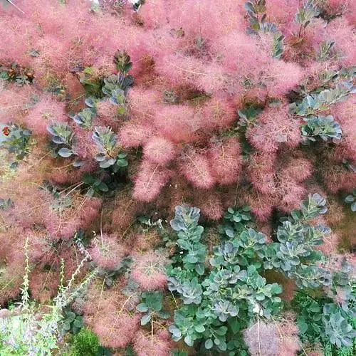 Скумпия 2-х летняя "Grace" С2 высота 30-50см (187684) 1 саженец - фото 1