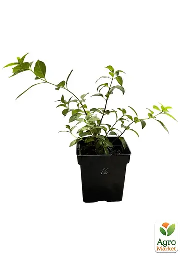 Гортензія волотиста 2-річна "Living-Pinky Promise" висота саджанця 20-30см (186198) 1 саженец - фото 2