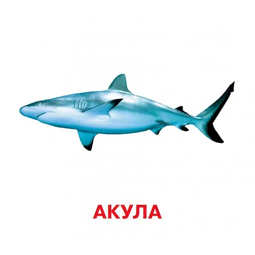 Розвиваючі картки для дітей Хто у воді живе J802у, 18 картинок - фото 4