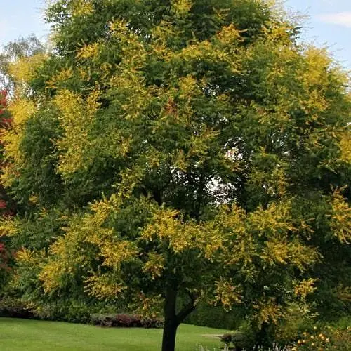 Кельрейтерия метельчатая (парковое и декоративное дерево) Agro-Market (189166) 1 саженец в упаковке   - фото 2