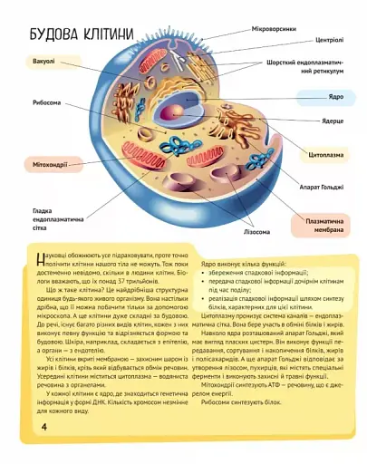 Тіло людини - фото 4
