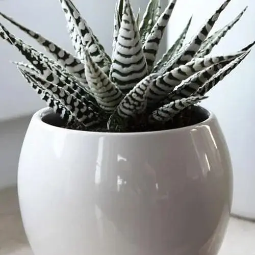 LMTD Хавортия Agro-Market Alba (Haworthia Fasciata) высота растения 5-10см (189285) 1 саженец в упаковке (комнатный) Нидерланды - фото 1