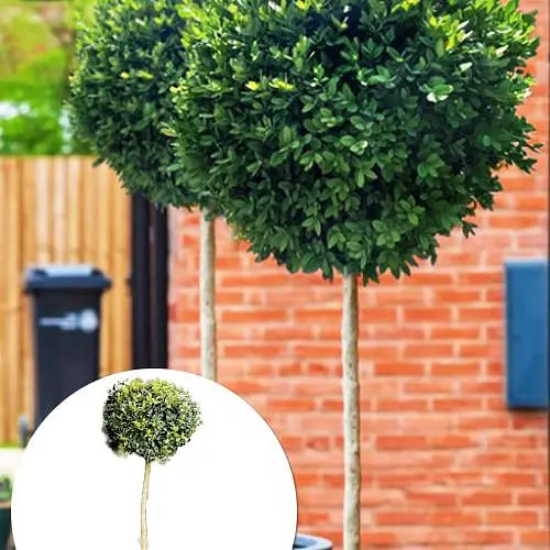 Самшит вечнозеленый формованный шар на штамбе (189761) 1 саженец - фото 2