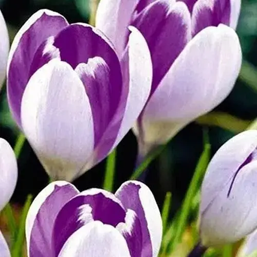 Крокус крупноцветковый "Vanguard" (размер 7/8, большой) 5 шт (17225) - фото 1