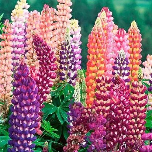 Люпин "Смесь" (зипер) Весна 1г (35650) - фото 1