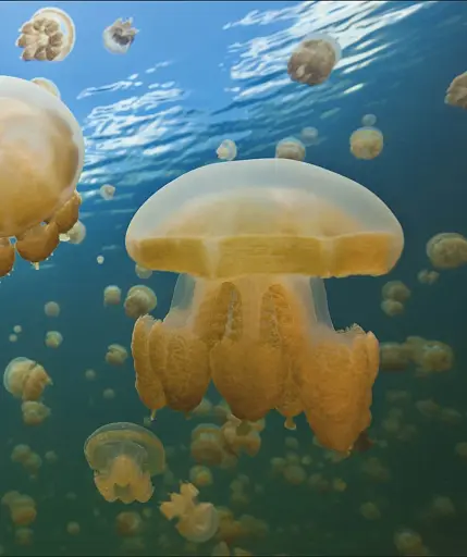 Ocean. The Definitive Visual Guide - фото 11