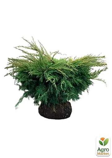 Ялівець середній "Old Gold" С10 діаметр 50-60 см (175605) 1 саджанець - фото 3