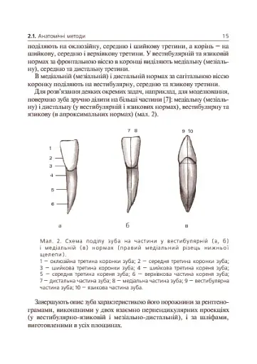 Основи клінічної морфології зубів - фото 6
