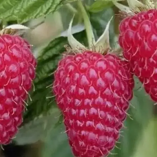 Малина ремонтантная Agro-Market "Эрика" (итальянский крупноплодный ранний, сорт) 1-летний саженец (189345) 1 шт в упаковке - фото 1