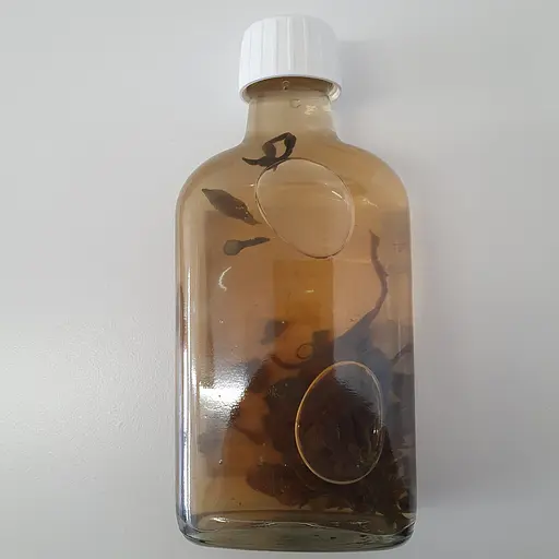 Настоянка на водорості фукус 200 мл - фото 2