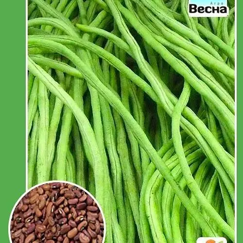 Вигна "Китайська" (Великий пакет) ТМ "Весна" 2г (32694) - фото 1