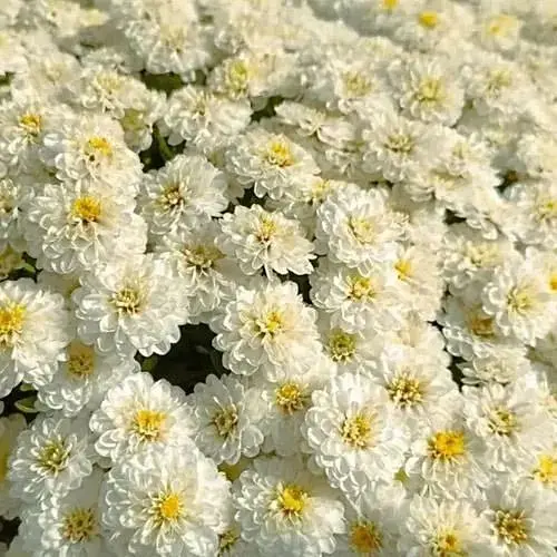 Хризантема мультифлора куляста "Paris Ivory" (189661) 1 саженец - фото 1