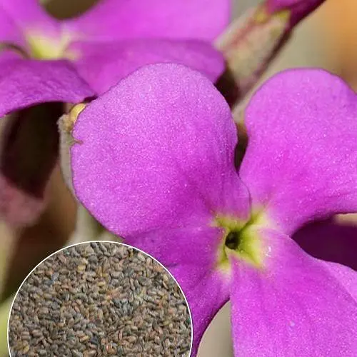 Матиола "Многолетняя" Весна 8г (22425) - фото 2