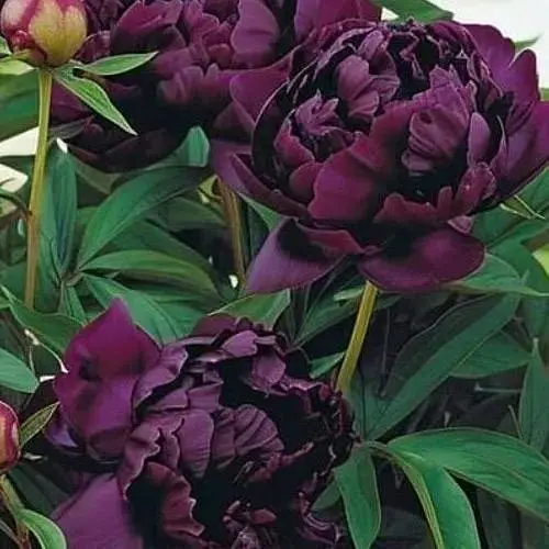 Пион древовидный Hei Bao (Китай саженец 2 года) (190789) 1 шт - фото 1