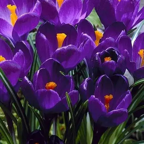 Крокус крупноцветковый "Flower Record" (размер 7/8, большой) 5 шт (17237) - фото 1